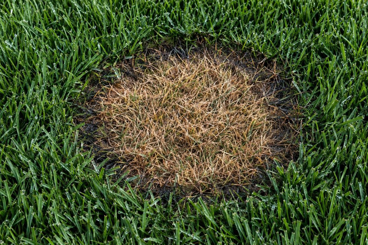 Lawn Diseases in Tennessee: Brown Patch and More