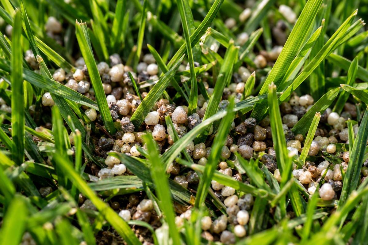 How and When to Fertilize Your Lawn