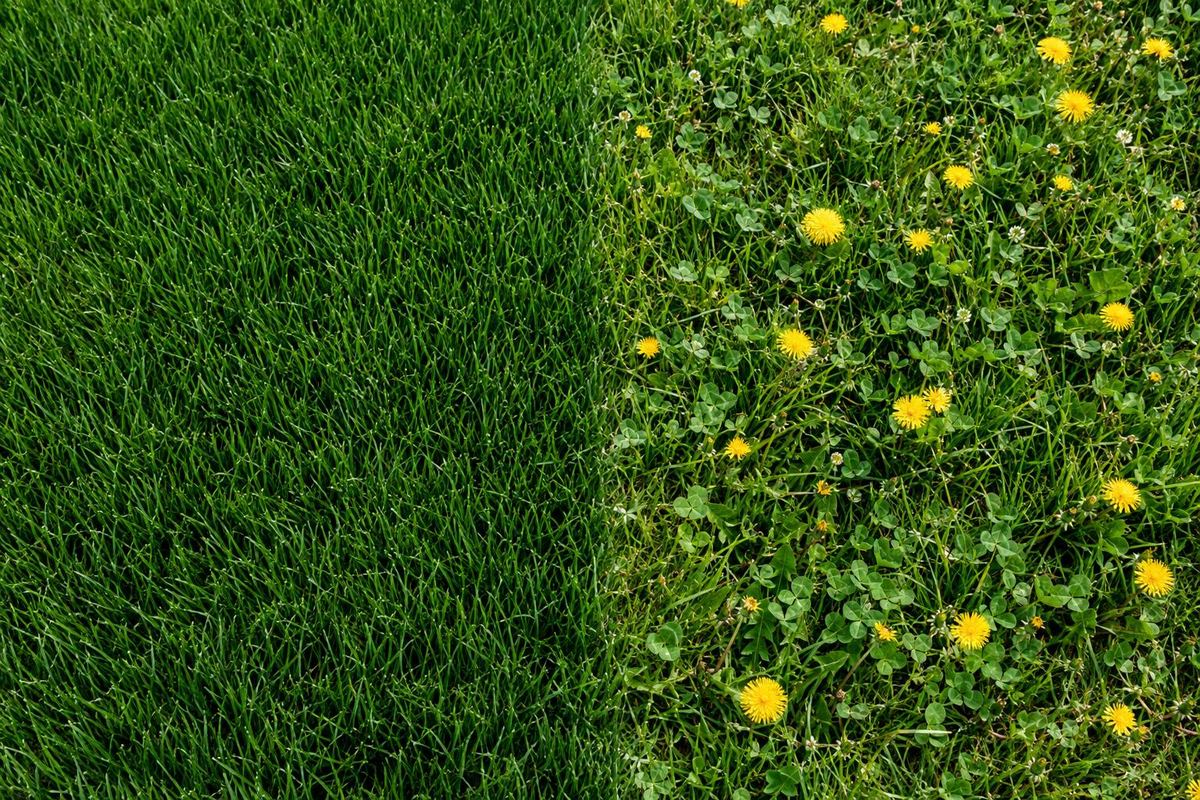 Lawn Weed Control