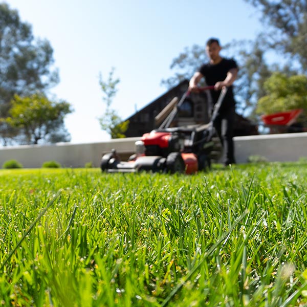 Lawn Aeration and Over Seeding